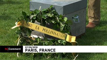 Surmortalité des abeilles : les apiculteurs français se mobilisent