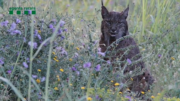 Lítio, o lince Ibérico que se passeia pelo território Lítio, o lince Ibérico que se passeia pelo território