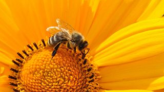 Οι μέλισσες μπορούν να κατανοήσουν το μηδέν!