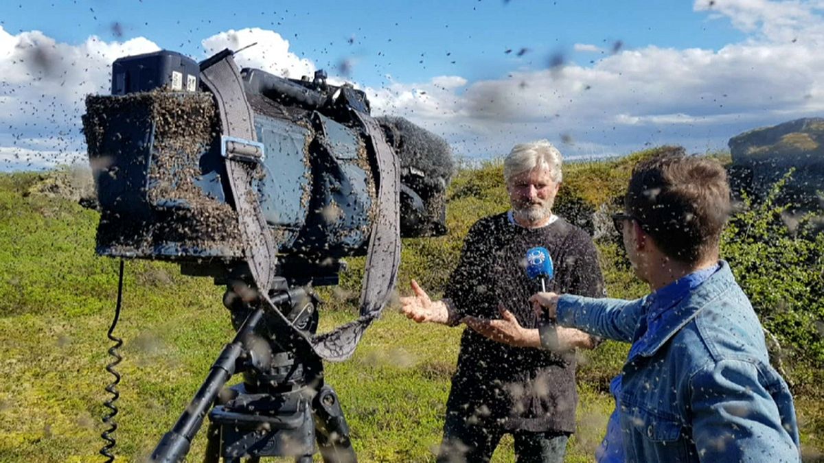 Island: Mückenplage im Naturparadies