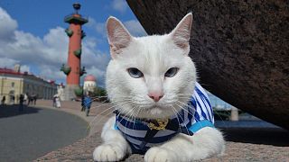 Meet Achilles, the deaf cat predicting this year's World Cup results