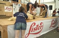 Скоростная стрижка овец