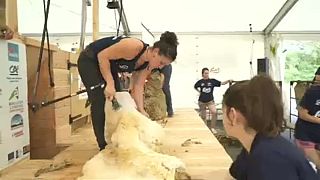 شاهد: منافسة لجز فراء 2500 خروف في 24 ساعة