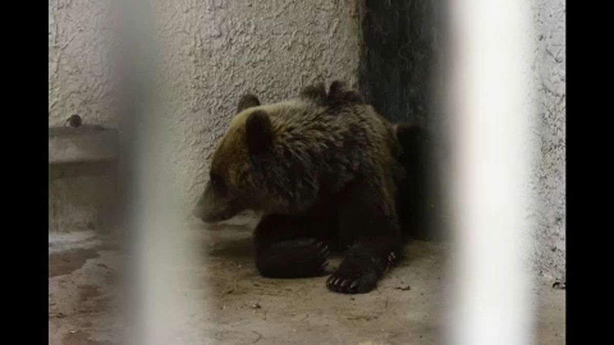 Medveházban gondozzák az elkóborolt medvét