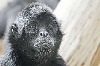 Escaped Belfast Zoo monkey dies after being clipped by a car
