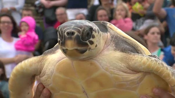 Schildkröten dürfen zurück ins Meer Schildkröten dürfen zurück ins Meer