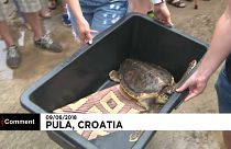 Nouveau lâcher de tortues marines au large de la Croatie