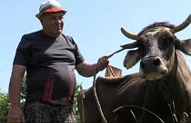 Nem ölik meg az EU-ból kikóborló Penkát, a tehenet 