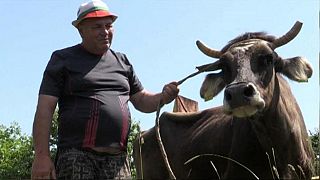 Nem ölik meg az EU-ból kikóborló Penkát, a tehenet