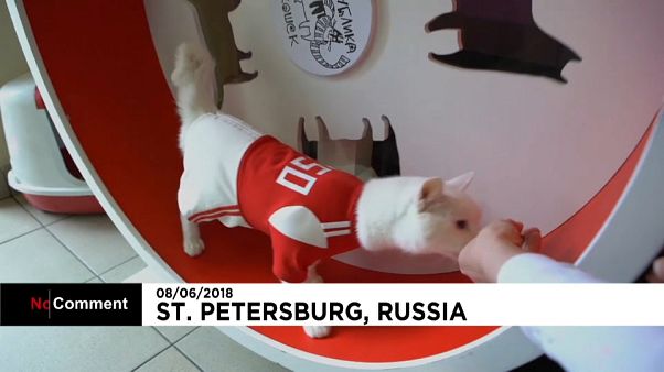 Achille, le chat qui connait les résultats de foot à l'avance Achille, le chat qui connait les résultats de foot à l'avance