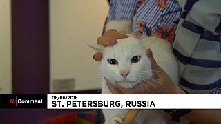 گربه روس جام جهانی را پیش‌بینی می کند