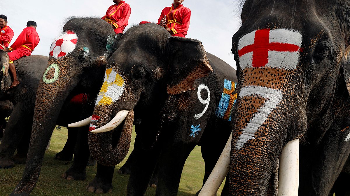 الفيلة تمارس الرياضة لتوعية التايلانديين بعدم شرعية المراهنات 
