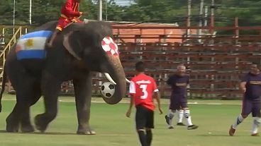 Kurios: Fußballspielende Elefanten
