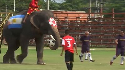 Kurios: Fußballspielende Elefanten