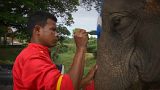 Thai elephants kicked off an anti-gambling campaign in Thailand