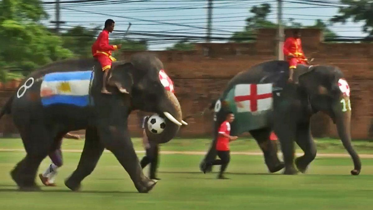 تایلند؛ فیل‌ها برای مقابله با شرط بندی جام جهانی فوتبال بازی کردند