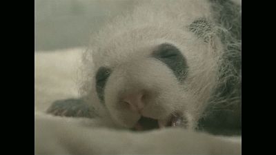 В Китае представили две пары панд-близнецов
