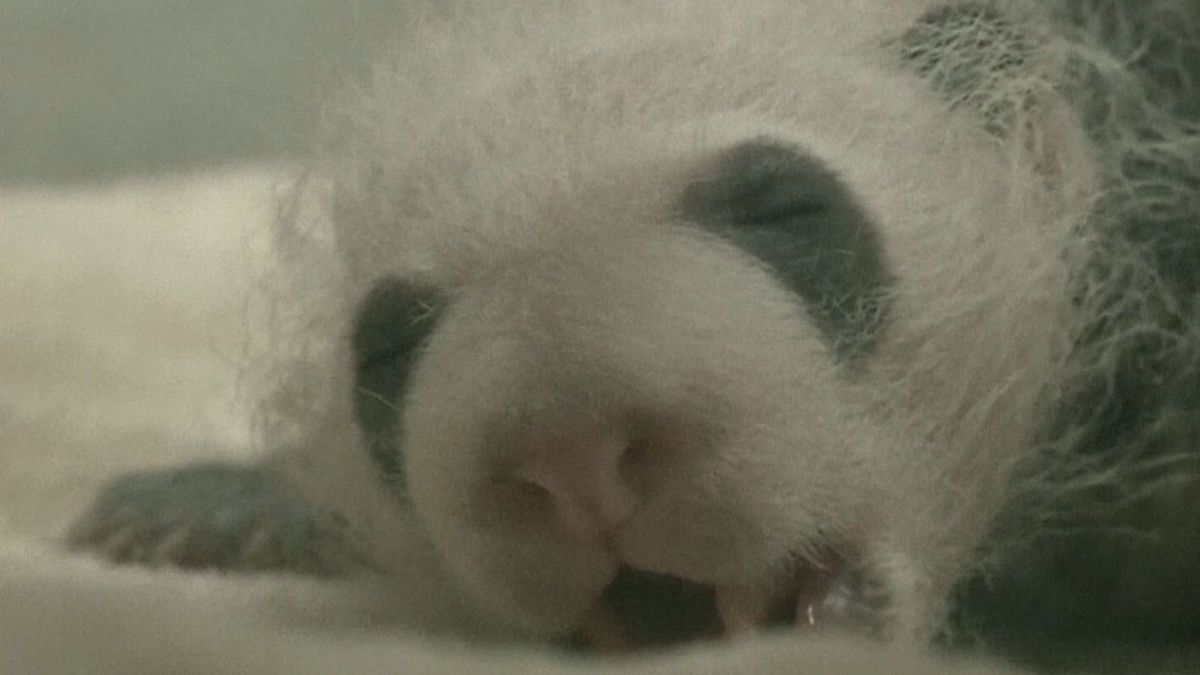 Nasceu na China o primeiro casal de pandas gémeos do ano