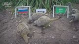 Meerkats predict Russia win in World Cup opener