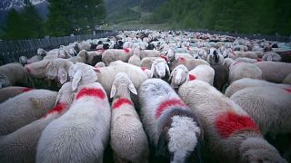 رحلة 1500 خروف من إيطاليا إلى النمسا عبر الألب