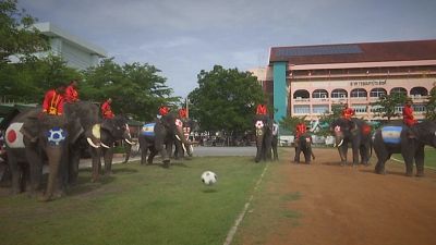 الفيلة تتبارى في تايلاند لمكافحة حمى المراهنات 
