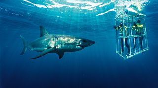 In Sudafrica sulle tracce del grande squalo bianco