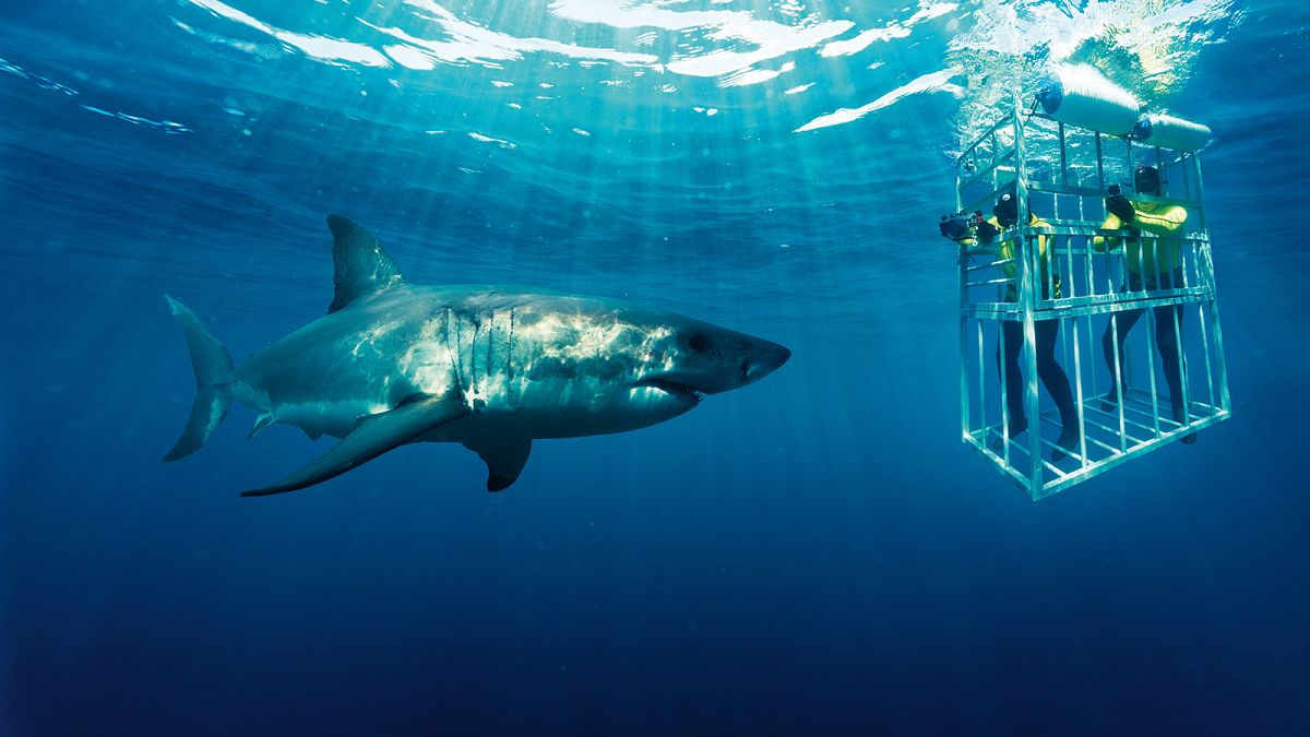 África do Sul, ao encontro do grande tubarão branco