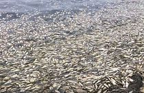 Hundreds of tons of dead herring wash up on Russian coast