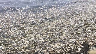 Hundreds of tons of dead herring wash up on Russian coast 