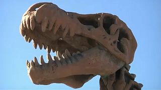 Új dinó fajt azonosítottak Mexikóban