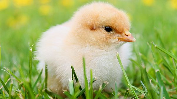 Aus Wegwerf Eiern Kuken Schlupfen Auf Mullkippe In Georgien