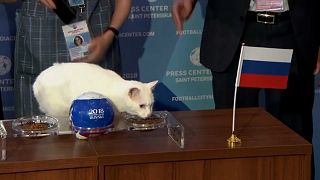 القط أخيل يتنبأ بنتيجة المبارة الافتتاحية بين السعودية وروسيا