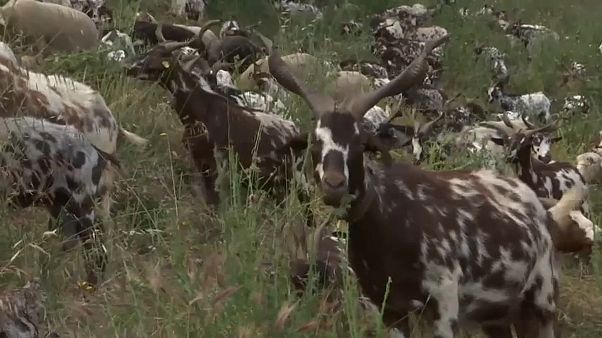 "Cabras sapadoras" são aliadas dos bombeiros em Portugal "Cabras sapadoras" são aliadas dos bombeiros em Portugal