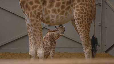 Babygiraffe mit Namen "Giraffe"