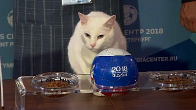 El gato Aquiles apuesta por Rusia en el Mundial 