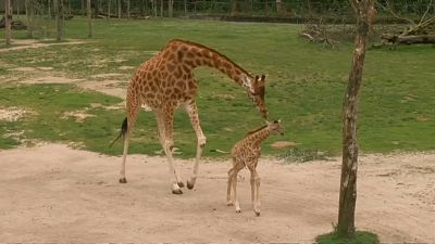 Jardim zoológico belga dá boas-vindas a girafa bebé
