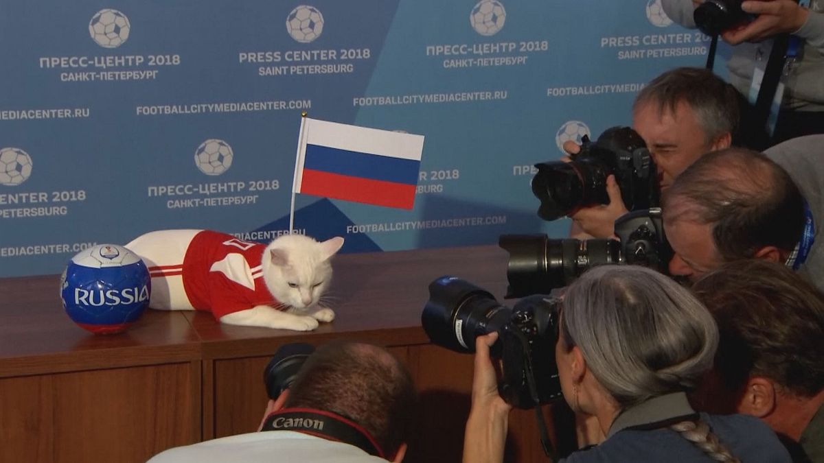 Кот пророчит победу сборной России