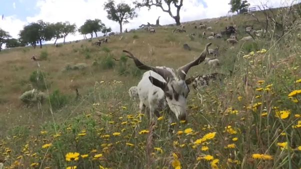 Las "cabras bombero" se estrenan en Portugal Las "cabras bombero" se estrenan en Portugal
