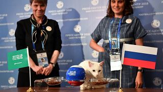 آشیل، گربه پیشگو، روسیه را فاتح دیدار افتتاحیه با عربستان معرفی کرد
