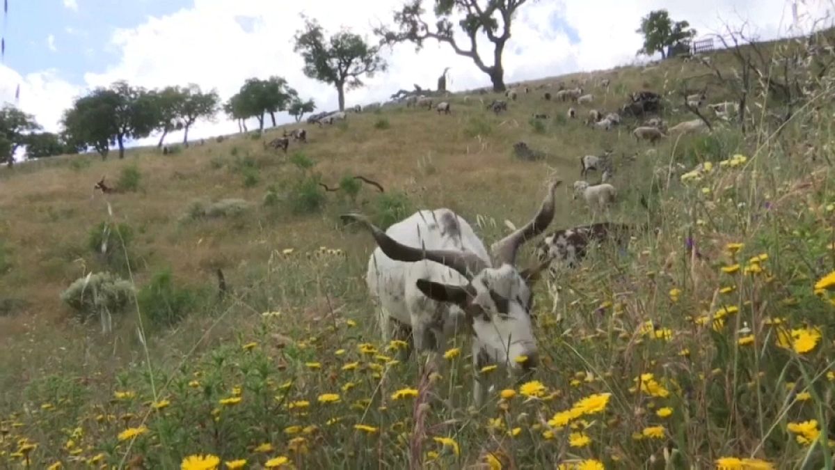 Le Portugal embauche des chèvres pour lutter contre les incendies