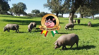 Pig Demont or Puigdemont? Ex-Catalan leader is pigged off over pun