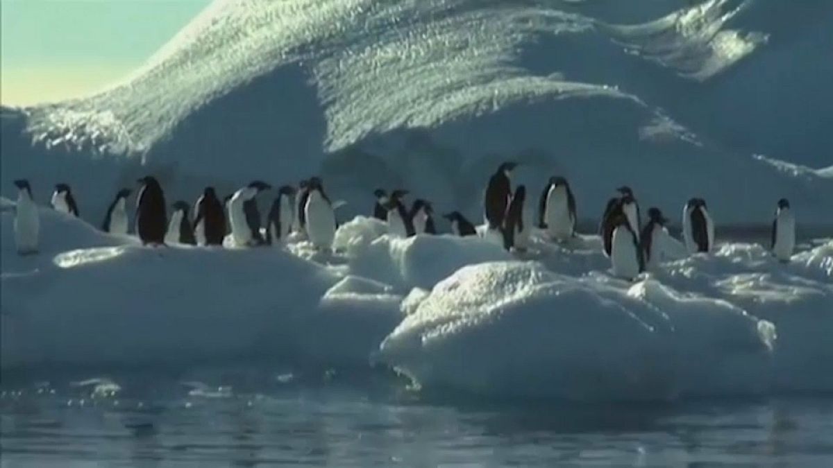 Allarme Antartide: i ghiacci si sciolgono troppo velocemente
