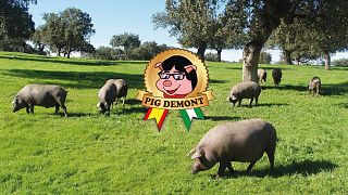 Andalusischer Schinken: Puigdemont fühlt sich als Schwein verunglimpft