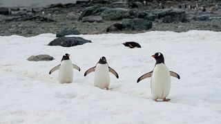Der Lebensraum für Pinguine in der Antarktis schmilzt dahin.