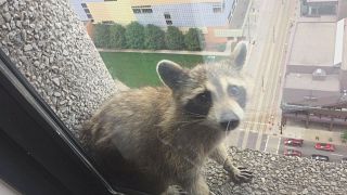 Minnesota raccoon climbs to the top of our hearts