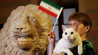 آشیل، گربه پیش‌گوی روسی، ایران را برنده مسابقه با مراکش اعلام کرد