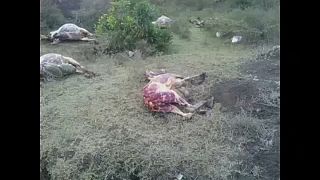 Burros esfolados no Quénia