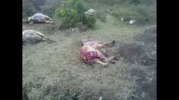 Burros esfolados no Quénia Burros esfolados no Quénia