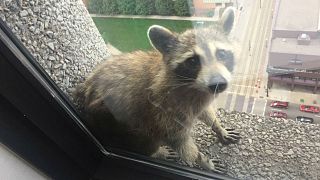 Raccoon scales skyscraper, cat predicts World Cup results — No Comments of the week