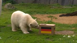  فيل يتنبأ بهزيمة ألمانيا في كأس العالم 2018 ودب يتوقع الفوز